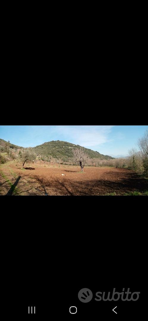Terreno di 19000 mq con uliveto e vigneti - Vista 3