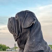 Disponibile cuccioli di mastino napoletano 5 mesi