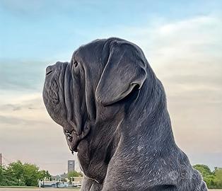 Disponibile cuccioli di mastino napoletano 5 mesi