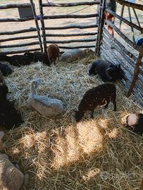 Animali da compagnia