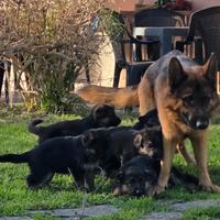 Cuccioli Pastore Tedesco