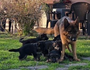 Cuccioli Pastore Tedesco