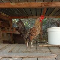 Gallo di Piccola Taglia