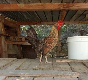 Gallo di Piccola Taglia