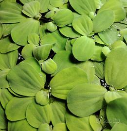 Salvinia Natans