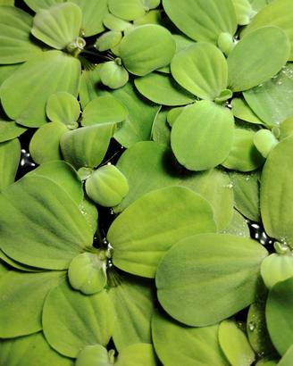 Salvinia Natans