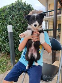 cuccioli border collie
