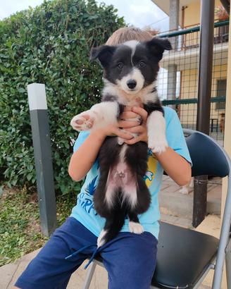 cuccioli border collie
