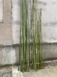 Canne bamboo