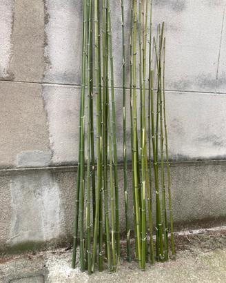 Canne bamboo