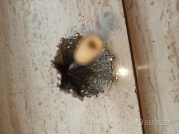 Ombrellino in argento