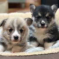 Cuccioli di welsh corgi pembroke