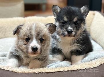 Cuccioli di welsh corgi pembroke