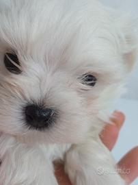 Mini toy maltesi cuccioli