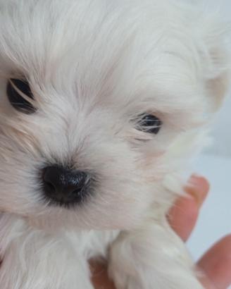 Mini toy maltesi cuccioli