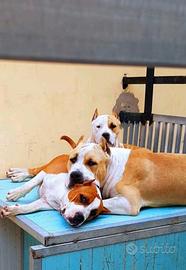 Amstaff per pronto per monta con PEDIGREE