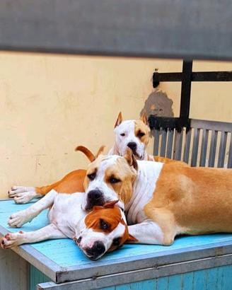 Amstaff per pronto per monta con PEDIGREE