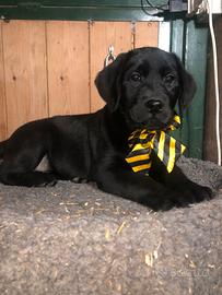 Labrador con pedegree