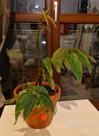 Bellissime piante di diverso tipo dimensio