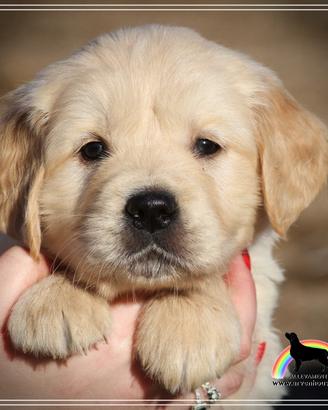 Cuccioli Golden Retriever