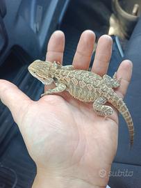 Pogona drago barbuto