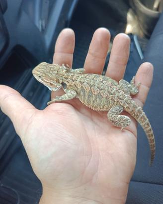 Pogona drago barbuto