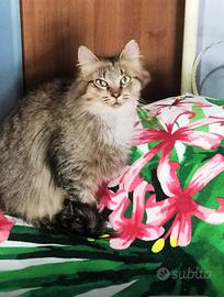 Penny gatta di 9 mesi