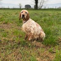 Setter inglese femmina 3 anni