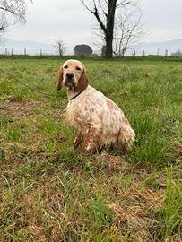 Setter inglese femmina 3 anni