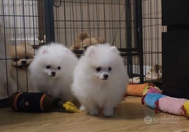 Cuccioli spitz pomerania bianchi femmine