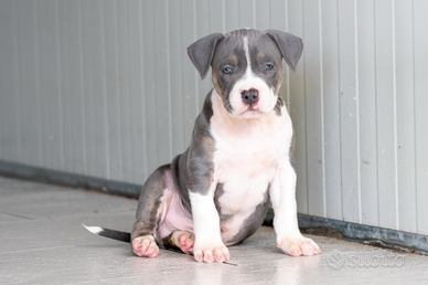 Ultimo cucciolo di pitbull tricolor blue