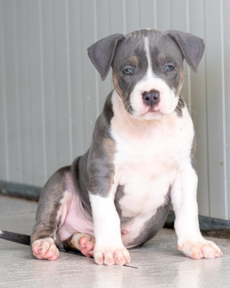 Ultimo cucciolo di pitbull tricolor blue