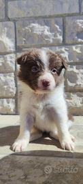 Border collie