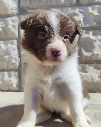 Border collie