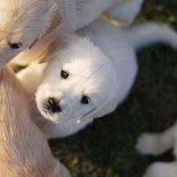 Cuccioli di golden retriever