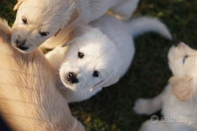 Cuccioli di golden retriever