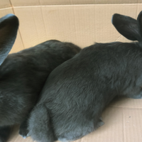 Conigli di razza pura