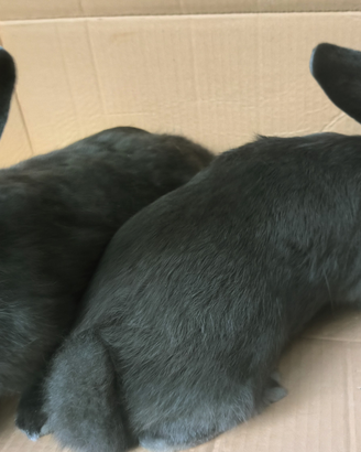 Conigli di razza pura