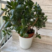 Pianta grassa Albero di Giada