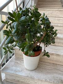 Pianta grassa Albero di Giada