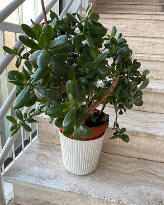 Pianta grassa Albero di Giada