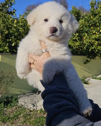 Cuccioli di pastore maremmano abruzzese