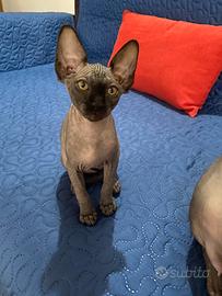 Sphynx canadese