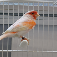 Canarini Mosaico Rosso