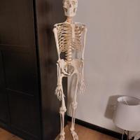 Scheletro Umano modello anatomico