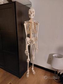 Scheletro Umano modello anatomico