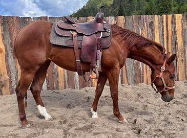 Puledra Cavalla Quarter Horse 2024 Saura