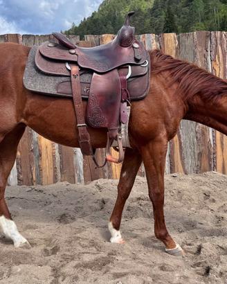 Puledra Cavalla Quarter Horse 2024 Saura