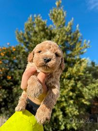 Barboncino albicocca