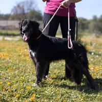 Lilly venere nera in adozione